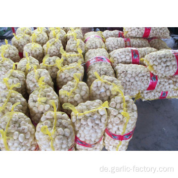 GARLIC TOP QUALITY GROSSHANDEL GARLIC